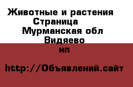  Животные и растения - Страница 11 . Мурманская обл.,Видяево нп